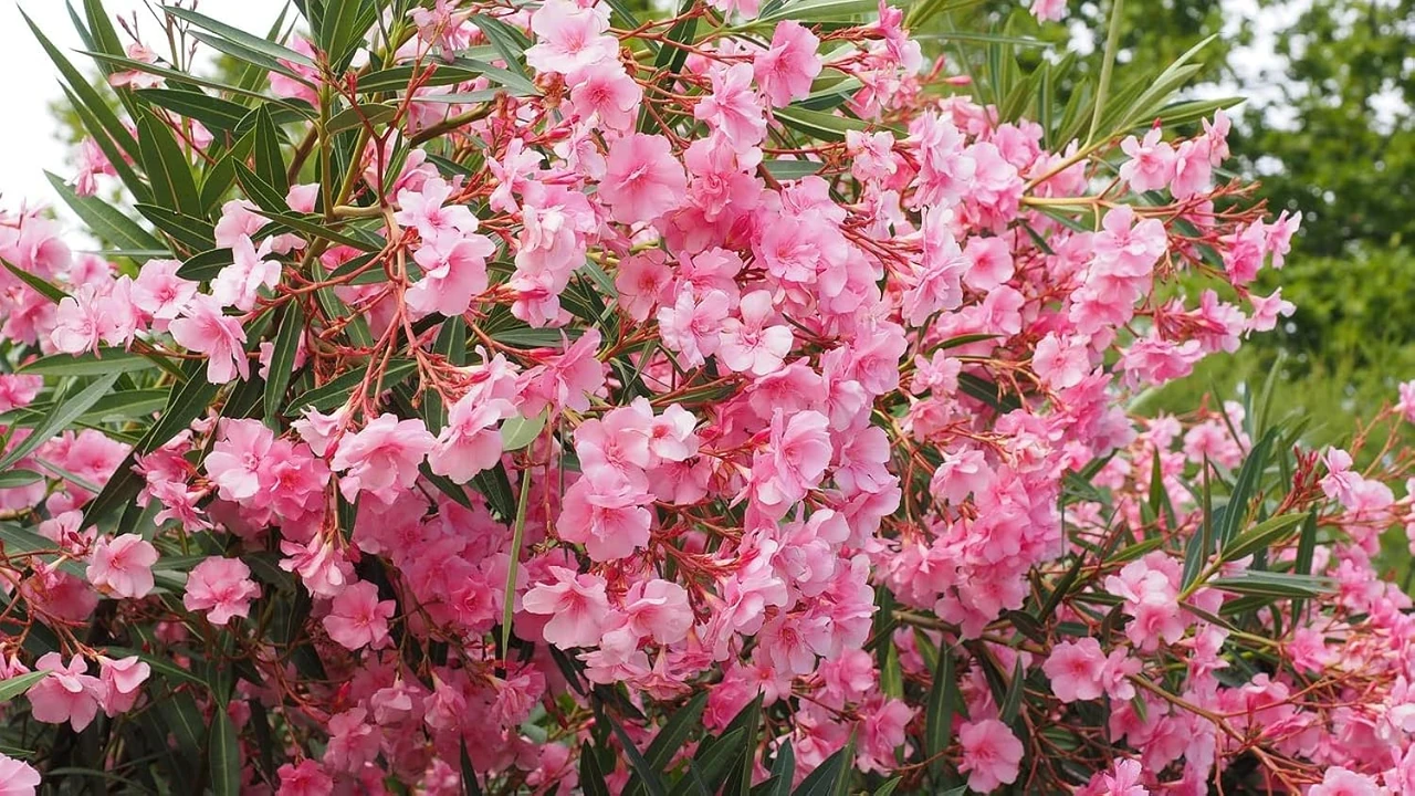 Ein blühender Hibiskusstrauch im Garten, der zeigt, wie wichtig die richtige Düngung für Hibiskus-Zimmerpflanzen, Hibiskus-Pflanzen, Gartenhibiskus, Hibiskushecken und Hibiskussträucher ist.