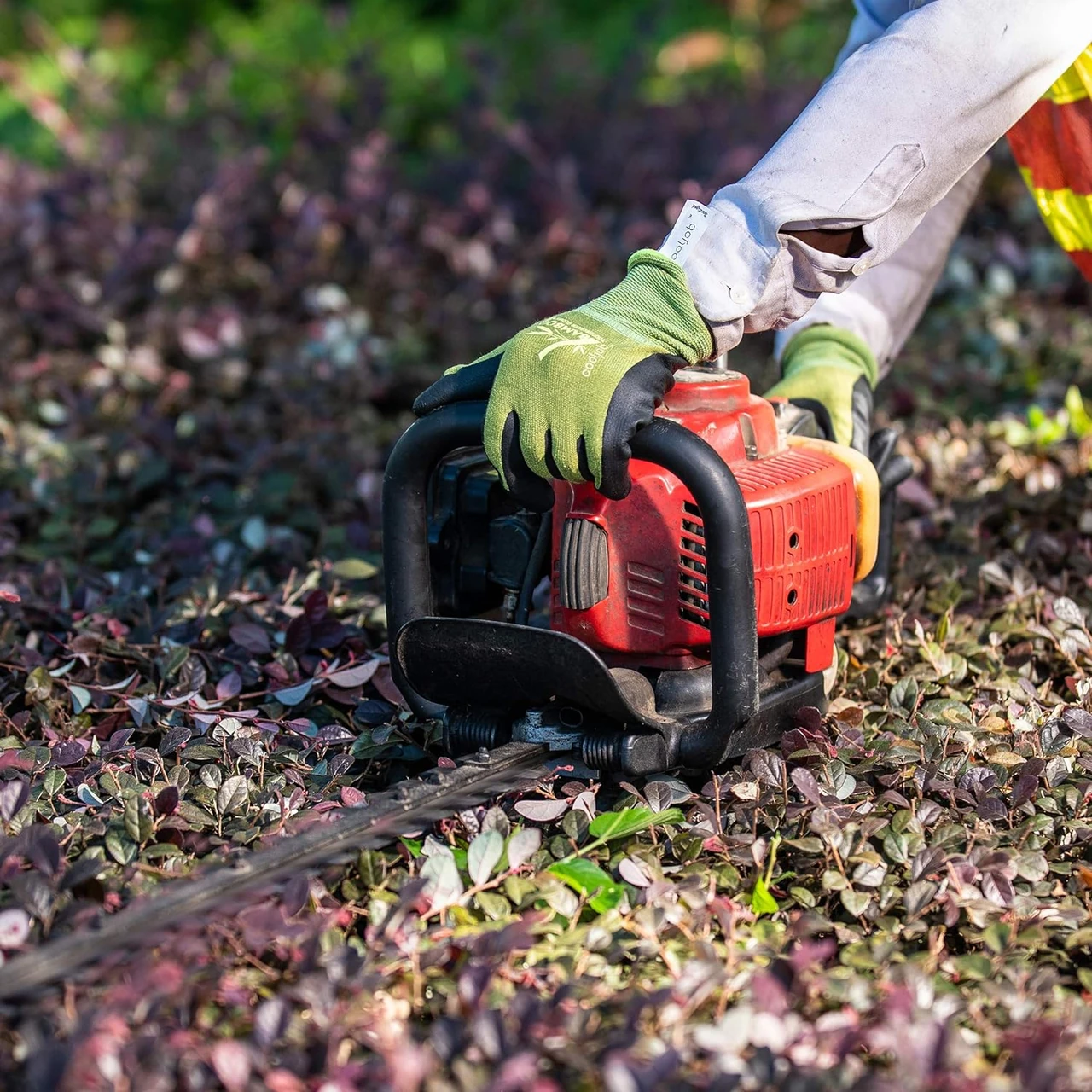 Eine Person trägt Gartenhandschuhe und benutzt eine Heckenschere, um eine Hibiskushecke zu schneiden. Gartenhandschuhe bieten Schutz vor Dornen und scharfen Kanten, was besonders wichtig beim Beschneiden von Hibiskussträuchern ist.