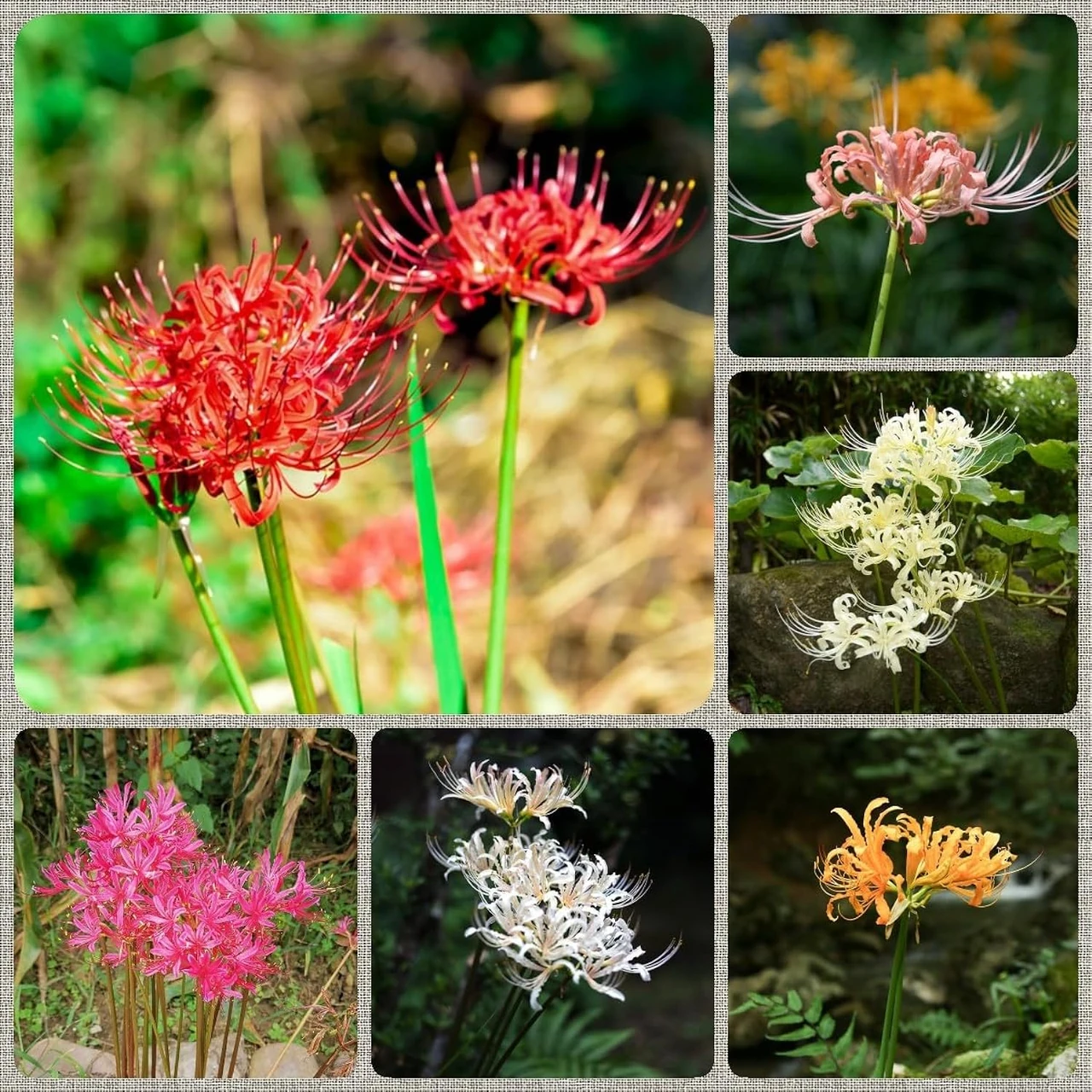 Verschiedene Herbst- und Winterpflanzen, darunter Spinnenlilien in verschiedenen Farben, ideal für Balkongärten und Blumenkästen für Balkongeländer. Perfekt für die Übergangszeit von Sommerblumen im Garten zu Herbstpflanzen auf dem Balkon.