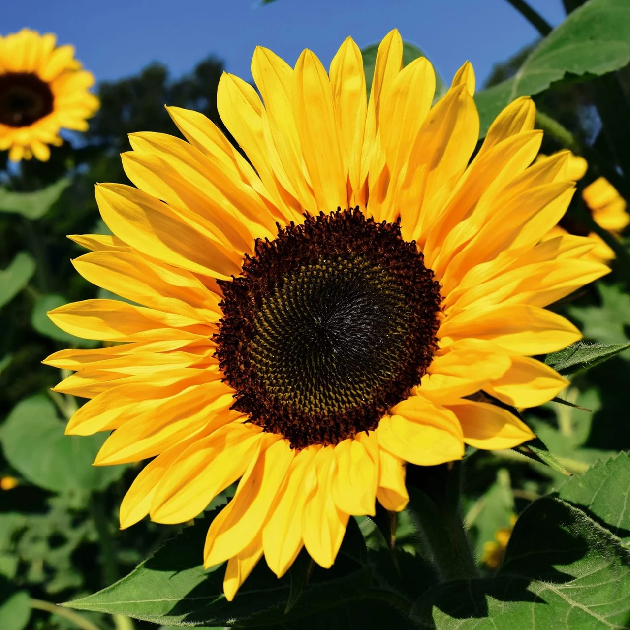 Nahaufnahme einer blühenden Sonnenblume im Garten, ideal für städtische Gärten. Sonnenblumen pflanzen für einen farbenfrohen Blumen Garten.