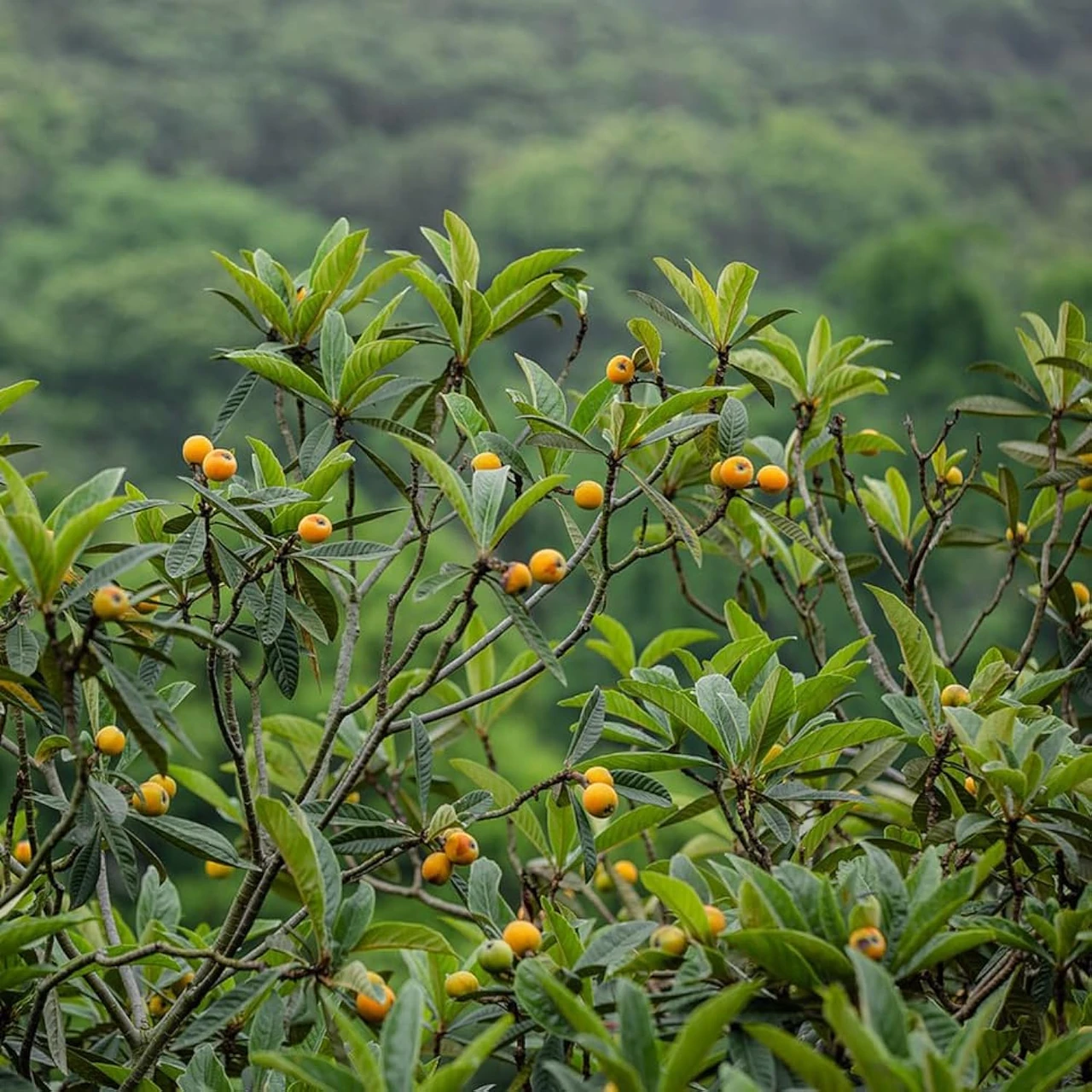 Zwergobstbaum mit reifen Früchten in einem kleinen Garten. Perfekt für kleine Gärten, schöne Bäume für den Garten, kleine Bäume, kleine Obstbäume.