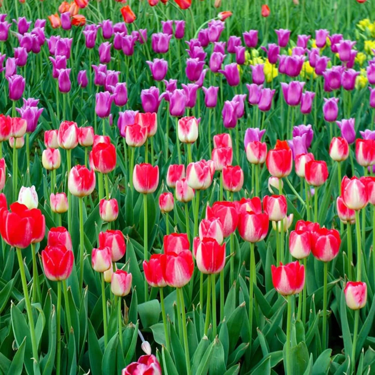 Ein farbenfrohes Blumenbeet mit verschiedenen Tulpen in Rot, Lila und Gelb. Perfekt für blumenzwiebeln pflanzen, zwiebel pflanzen, tulpenzwiebeln pflanzen, peperoni pflanzen, steckzwiebeln pflanzen und zwiebeln pflanzen.