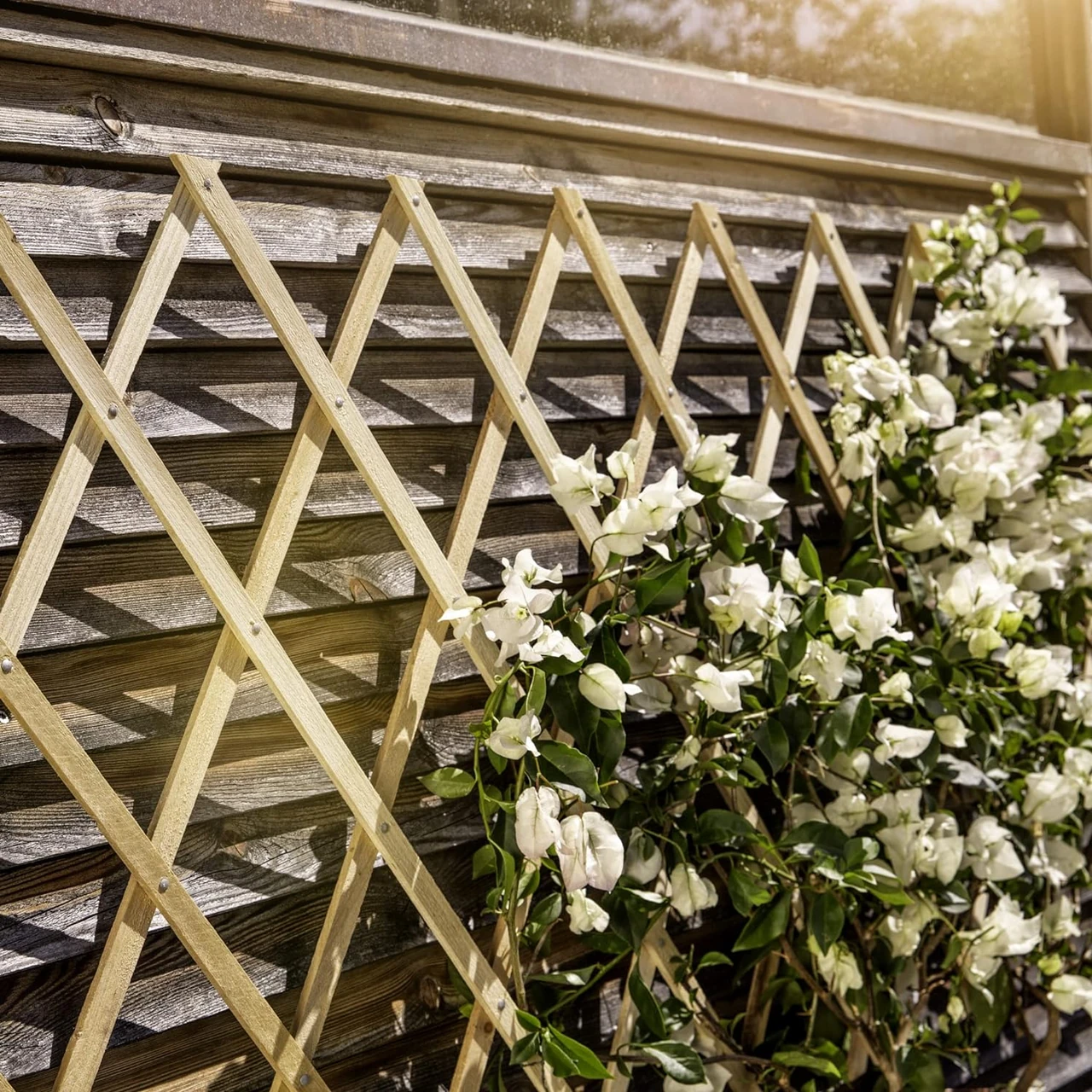 Ein Holz-Rankgitter mit blühenden Kletterpflanzen, das an einer Hauswand befestigt ist. Ideal für kleine Gärten und städtische Umgebungen. gartenbank hornbach, rankgitter hornbach