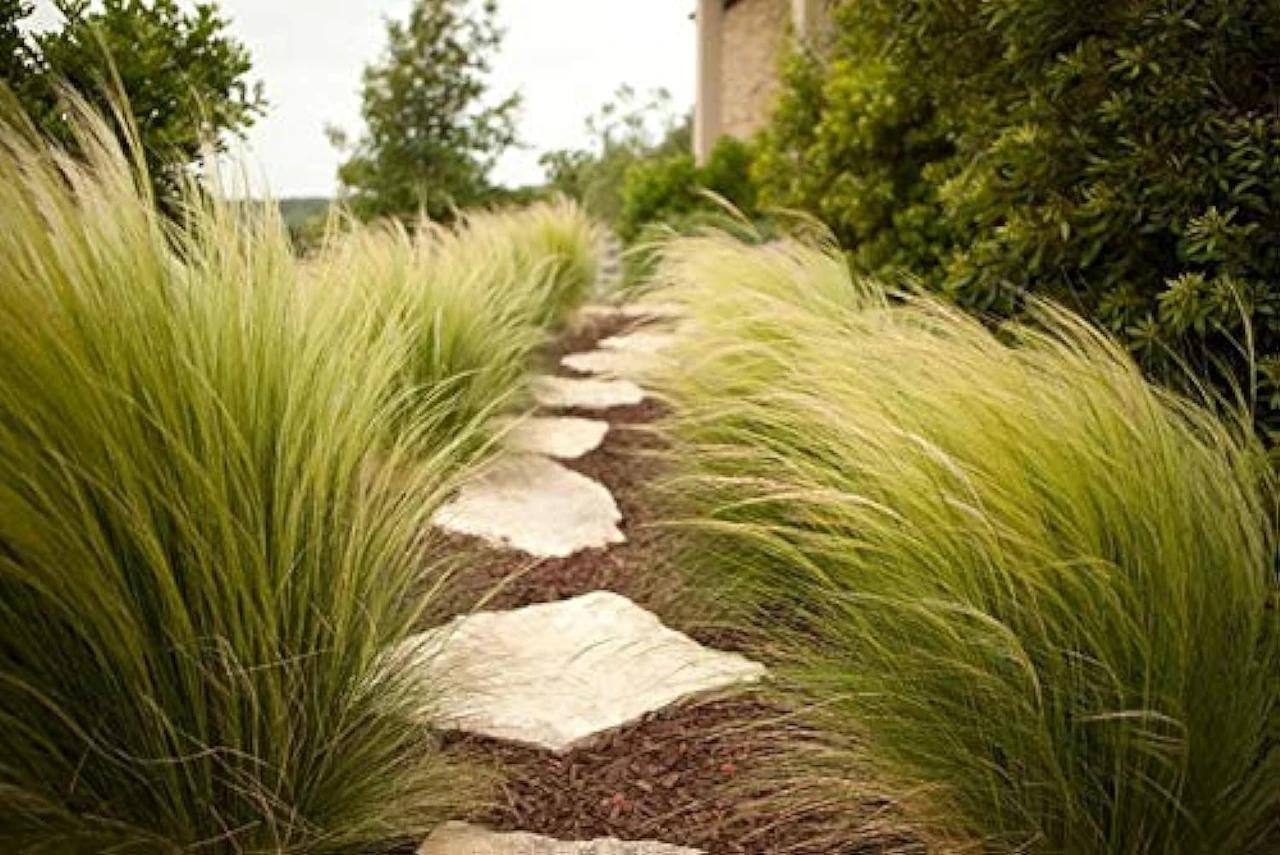 Ein Gartenweg, gesäumt von immergrünen Gräsern ohne Rückschnitt, die das ganze Jahr über Farbe und Struktur bieten.