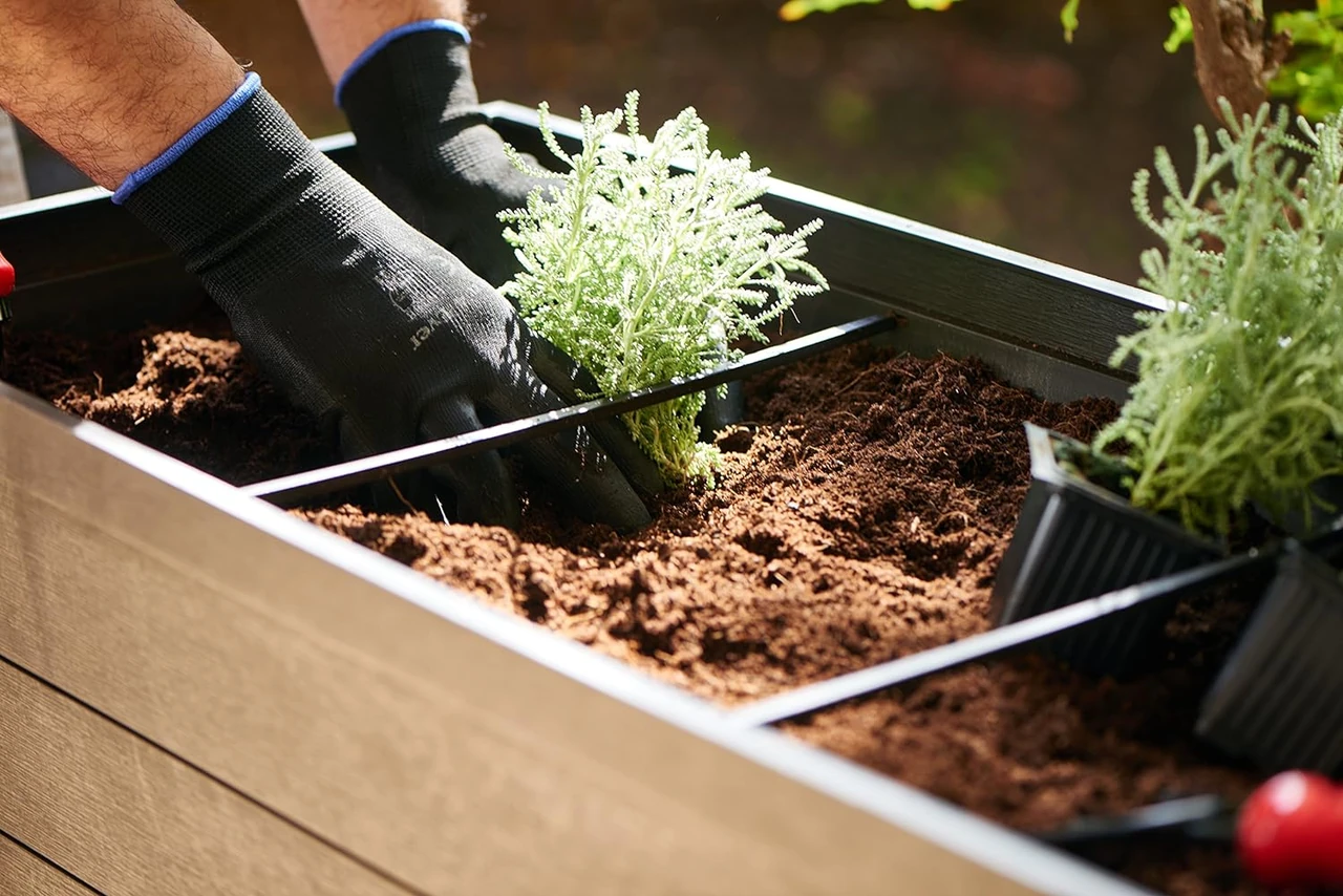 Nahaufnahme von Händen in Gartenhandschuhen, die eine Pflanze in einem Hochbeet auf einem Balkon einsetzen. Ideal für das Pflanzen von Sonnenblumen und anderen Blumen im urbanen Garten.