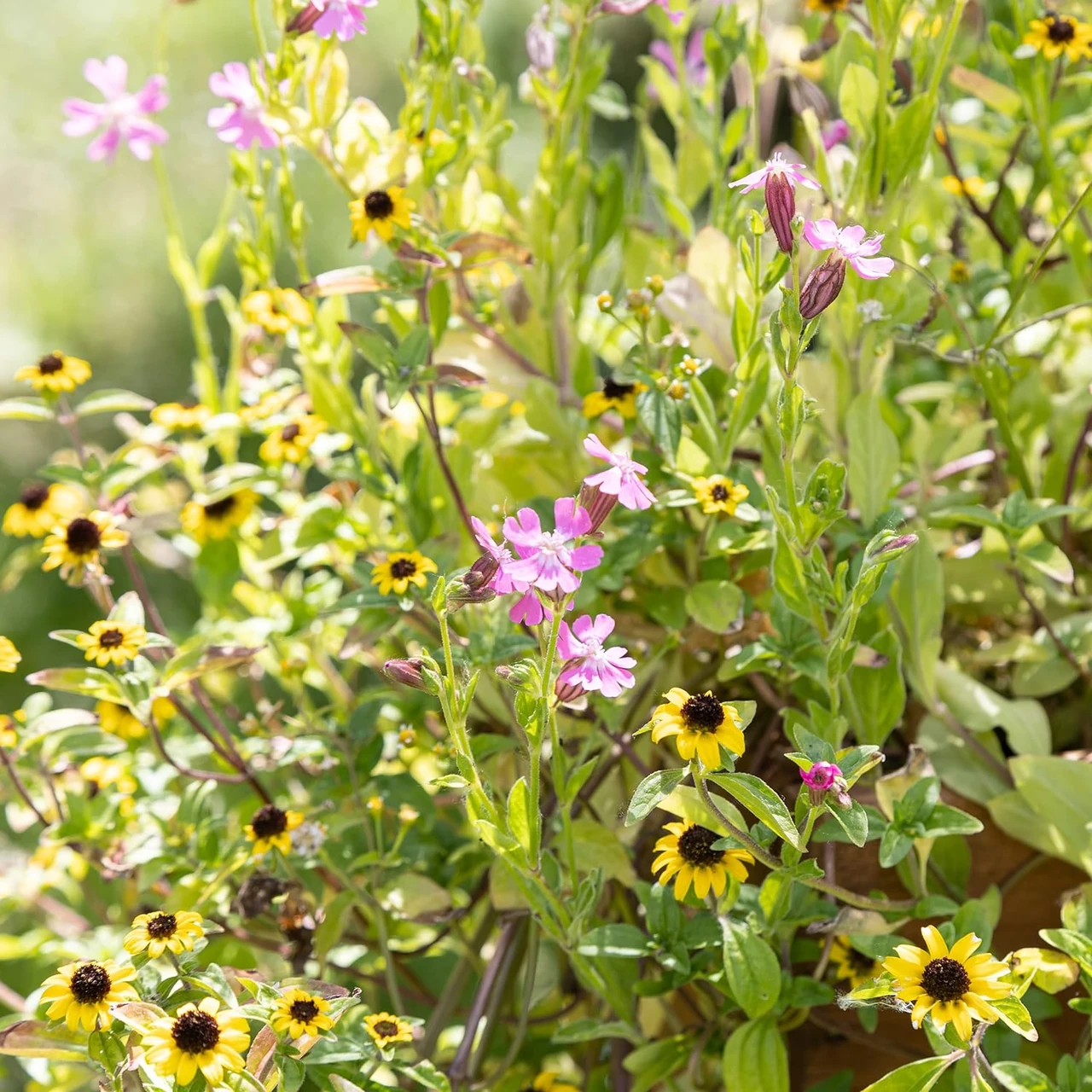 Bunte Sommerblumen in einem Balkongarten, ideal für blumenkästen für balkongeländer, sommerblumen garten und sommerblumen balkon.